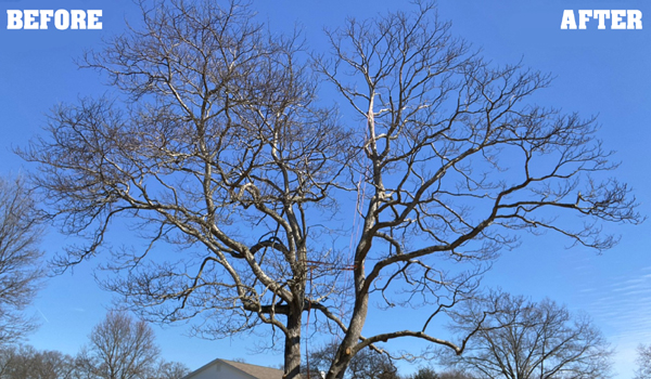 Tree removal service in Granger Indiana