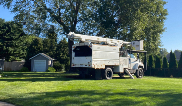 Tree removal service in Granger Indiana