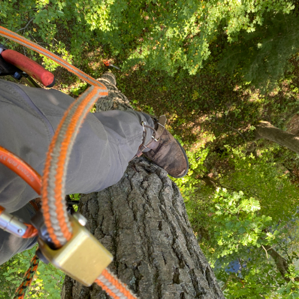 Tree removal service in Granger Indiana