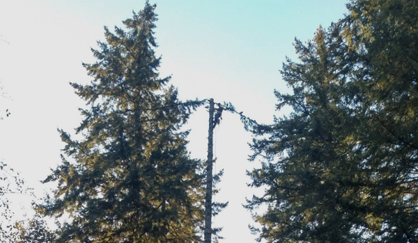 Tree removal service in Granger Indiana
