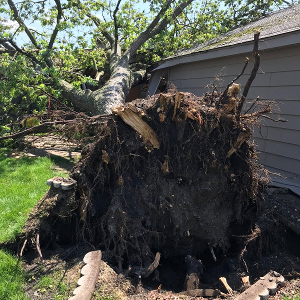Tree removal service in Granger Indiana