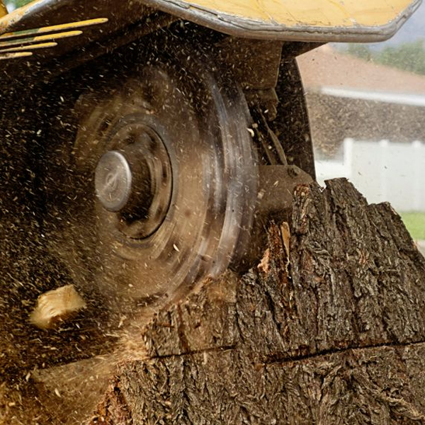 Tree removal service in Granger Indiana