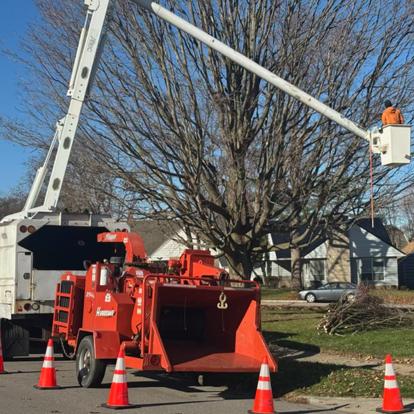 Tree removal service in Granger Indiana