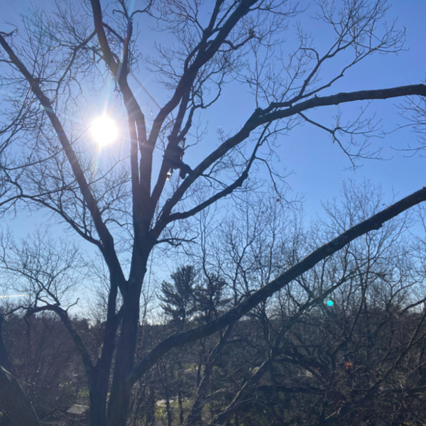 Tree removal service in Granger Indiana